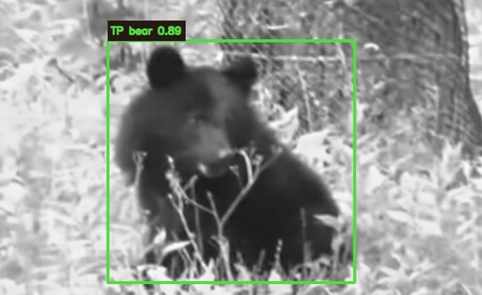 クマトリガーによるクマの検知画像（信頼度0.89）