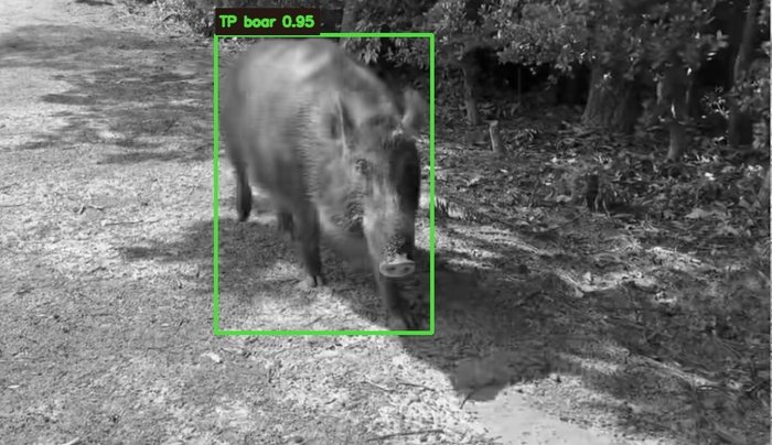 クマトリガーによるイノシシの検知画像（信頼度0.95）