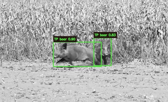 クマトリガーによる複数イノシシの同時検知画像